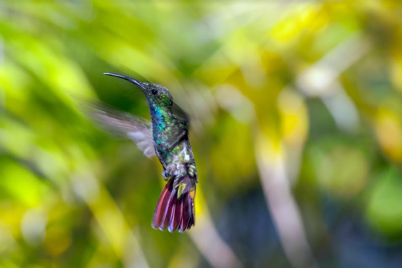 Parque Nacional Cerro Azul Meámbar- lugar para ver colibríes y' taragones