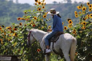 Paseo de los Girasoles, bello destino que encantan a quienes viajan a Copán