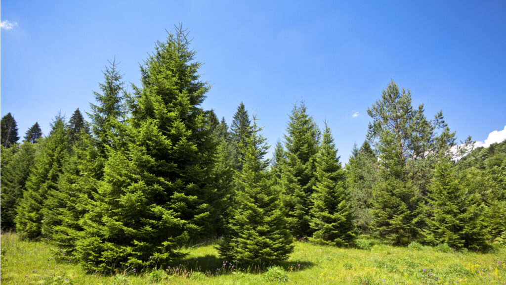 30 de mayo Día del Árbol en Honduras