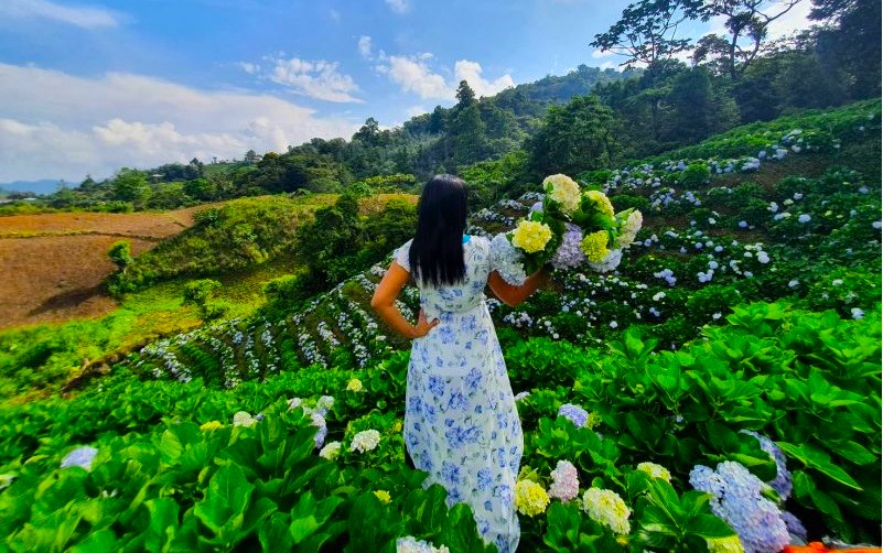 Explora la Plantanción de Hortensias en San Pedro Sula