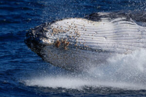 Ballena devora a dos turistas en California y luego los escupe