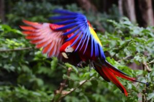 Guacamaya Fest, evento que fomenta la identidad nacional