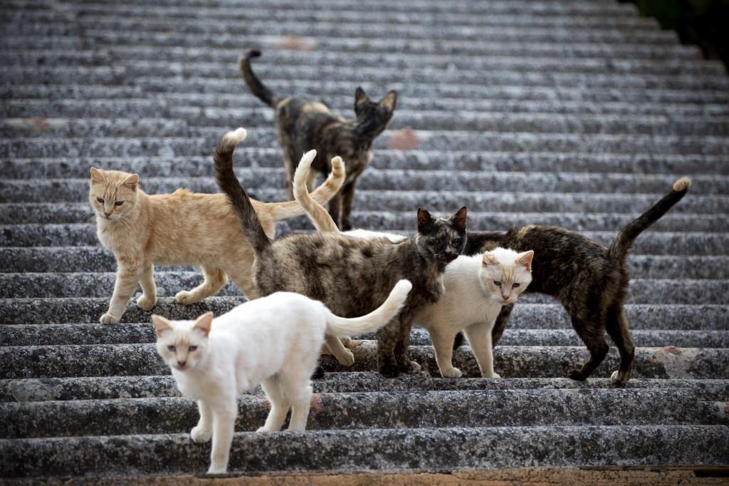 OMS: "Hay brote de gripe aviar en gatos"