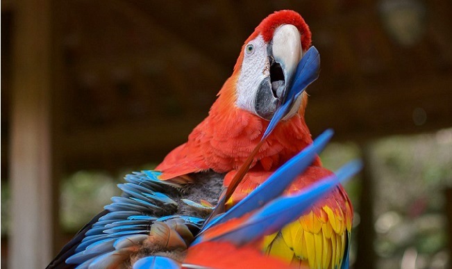 Guacamaya Fest