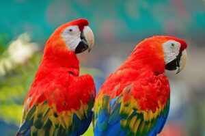 Guacamayas Rojas, tesoro alado de Honduras