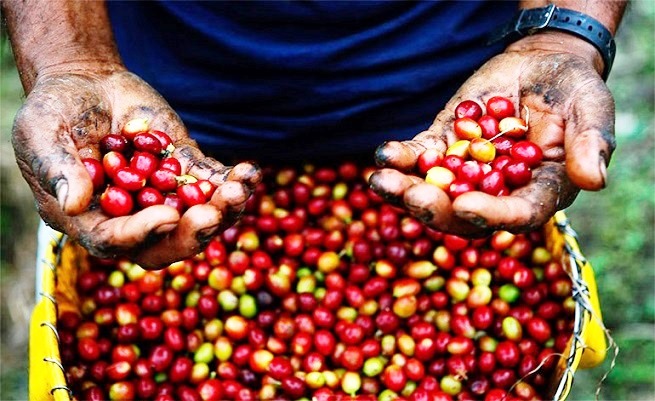 Café Honduras 2