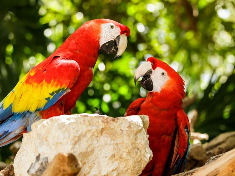 Guacamaya Roja