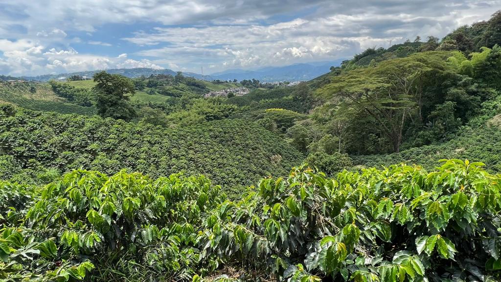 Syngenta celebra el Día Mundial del Café