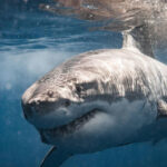 ¿Es cierto que los tiburones huelen la sangre a distancia y se sienten atraídos por ella?