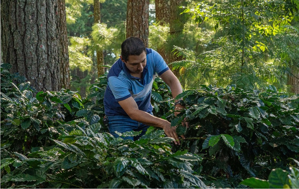 Nestlé hondureña contribuye a revitalizar ecosistemas