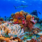 Coral de Honduras: Esperanza para Arrecifes de Florida