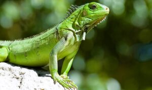 Dinant libera 1,000 iguanas verdes en Zacate Grande