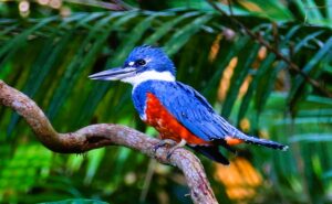 Honduras vive el "Centroamérica Big Day": Avistamiento de aves en La Tigra