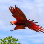 Guacamaya Fest 2025: Cultura, Magia y Conservación en Copán Ruinas