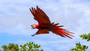 Guacamaya-Roja-02