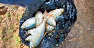 lluvia de peces Yoro