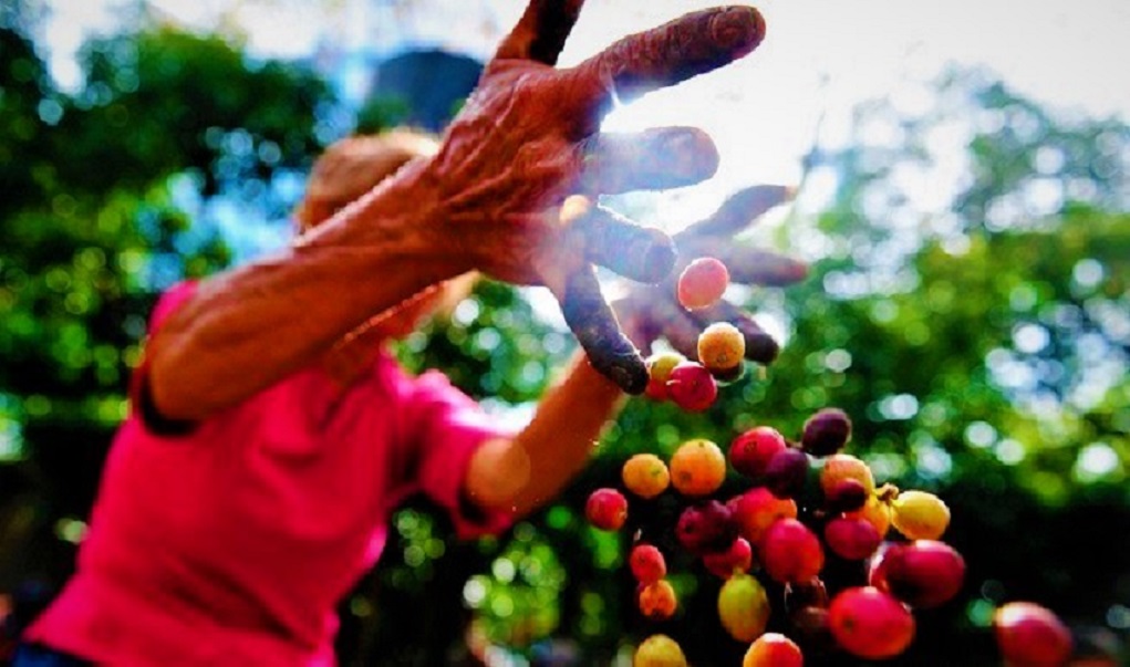 Cafe-Honduras