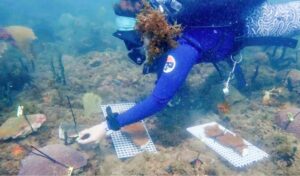 Alianza coral entre Honduras y EE.UU. protege costas del cambio climático