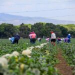 FYFFES fortalece su crecimiento estratégico con adquisición de Grupo Sol por Martori Farms
