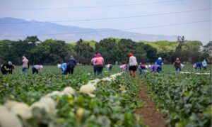 FYFFES fortalece su crecimiento estratégico con adquisición de Grupo Sol por Martori Farms