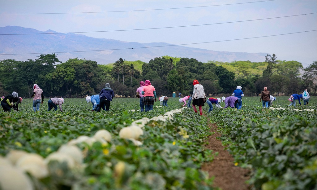 FYFFES fortalece su crecimiento estratégico con adquisición de Grupo Sol por Martori Farms