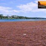 Sargazo desborda Utila, alarma turística en Islas de la Bahía
