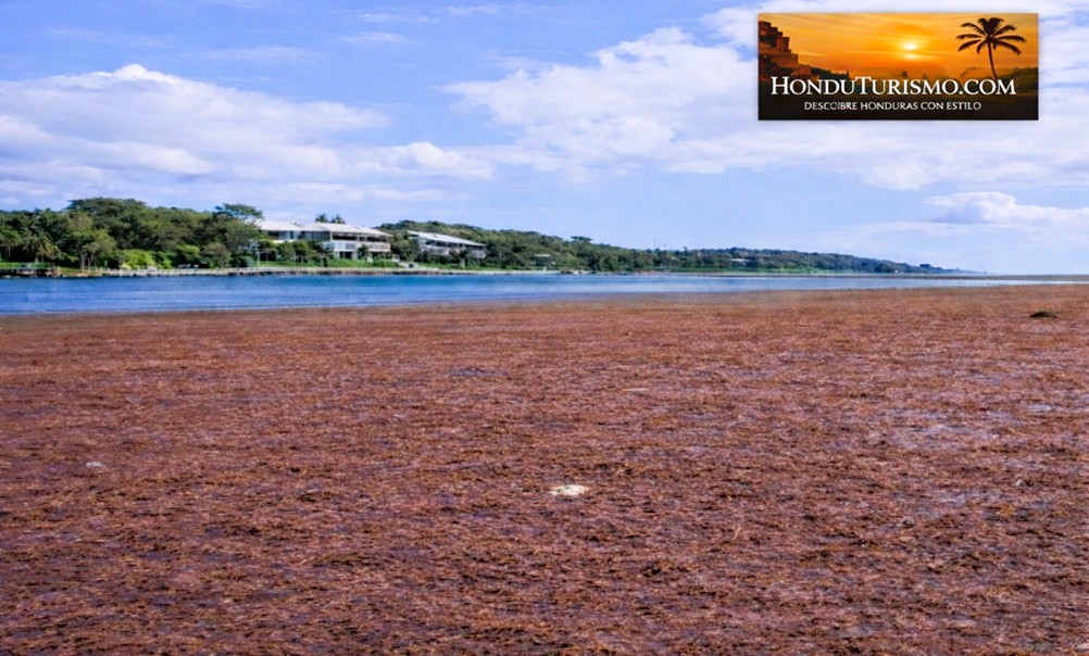 Sargazo desborda Utila, alarma turística en Islas de la Bahía