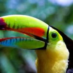 Centroamérica Big Day impulsa aviturismo en Honduras