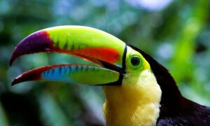 Centroamérica Big Day impulsa aviturismo en Honduras