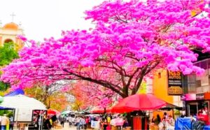 Macuelizos elevan belleza natural de San Pedro Sula