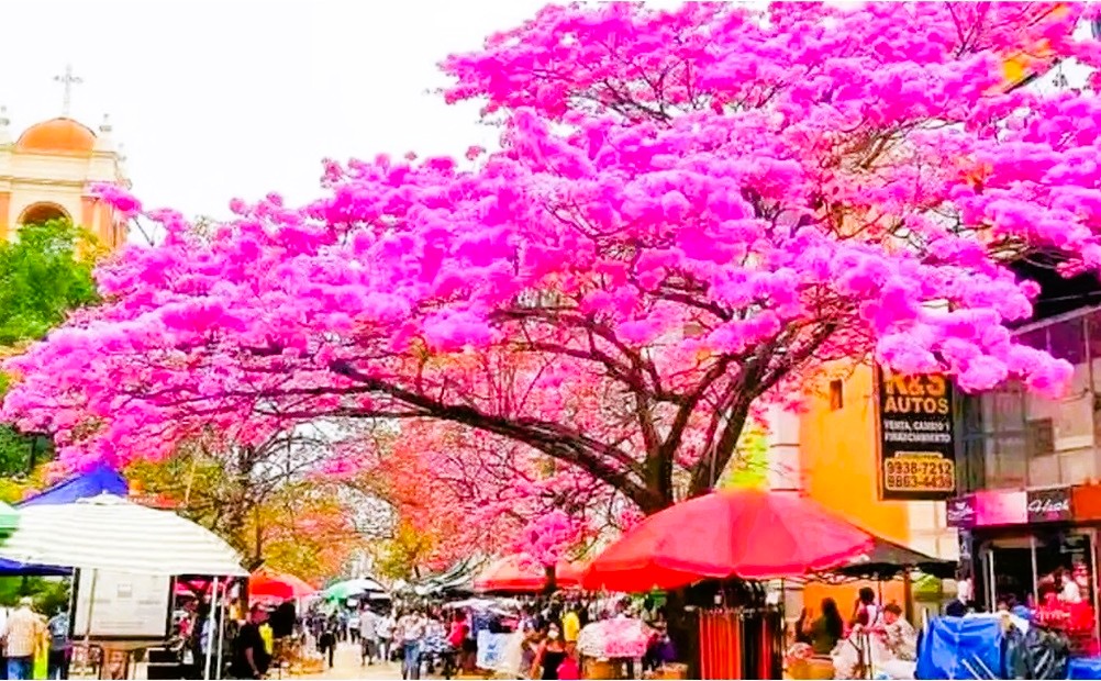 Macuelizos elevan belleza natural de San Pedro Sula