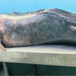Pescador hondureño atrapa enorme mero de casi 300 libras en Tela