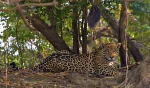 jaguar de las nubes 1