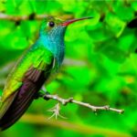 Colibrí Esmeralda un tesoro natural exclusivo de Honduras