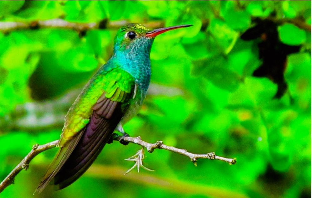 Colibrí 2