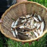 Yoro vive de nuevo la misteriosa lluvia de peces