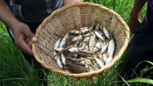 Lluvia de Peces en Yoro