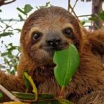 Descubren fósil de perezoso gigante en Honduras
